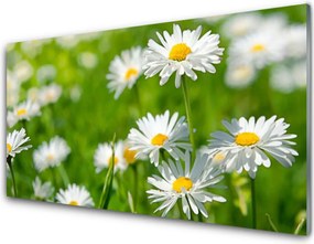 Panel Szklany Skromność Polnej Stokrotki
