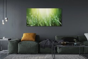 Zdjęcie na płótnie Słoneczne Krople na Trawie