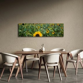 Obraz - Sunflower Field II. (170x50 cm)