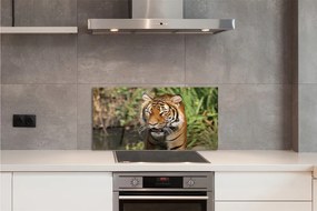 Panel szklany do Kuchni Tygrys na Leśnej Ścieżce