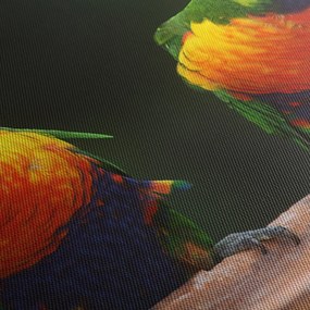 Obraz papug (70x50 cm)