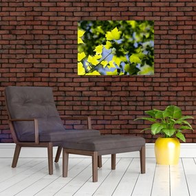 Obraz na szkle - liście klonu (70x50 cm)