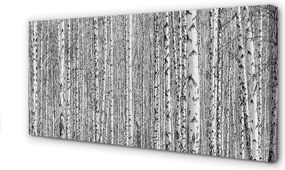 Obraz na płótnie Czarno-Biały Las