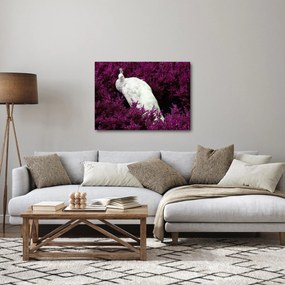 Obraz - Biały paw (70x50 cm)