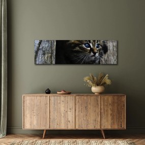 Obraz kotka (170x50 cm)