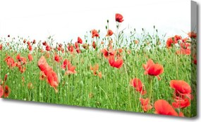 Obraz na płótnie Krwistoczerwone Maki