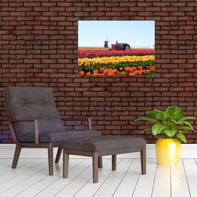 Obraz farmy tulipanów (70x50 cm)