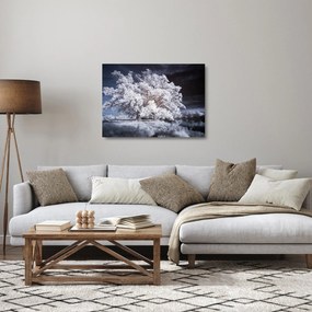 Obraz na szkle - Śnieżnobiałe drzewo (70x50 cm)