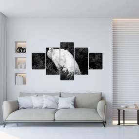 Obraz - Paw, czarno - biały (125x70 cm)