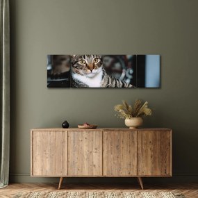 Obraz kota (170x50 cm)