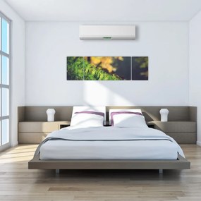 Obraz mchu z grzybem (170x50 cm)