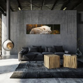 Obraz - Odpoczywający wilk (170x50 cm)