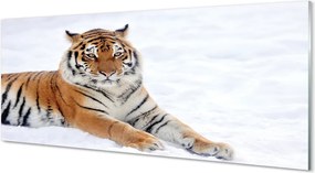 Panel szklany do Kuchni Tygrys Syberyjski w Śniegu
