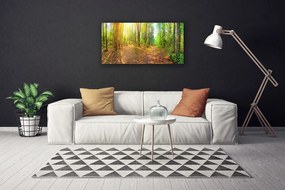 Obraz Canvas Słońce Natura Ścieżka Leśna