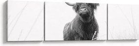 Obraz - Szkocka krowa 4, czarno - biały (170x50 cm)