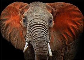 Obraz - Słonie z Tsavo (70x50 cm)