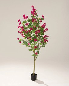 Bugenwilla w doniczce 180 cm