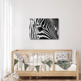 Obraz na szkle - zebra (70x50 cm)