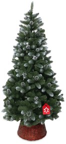 Sosna ośnieżona 210 cm