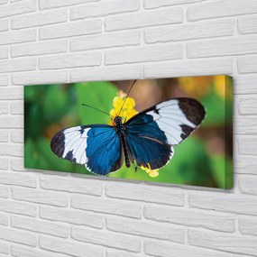 Obraz drukowany na płótnie Kolorowy Motyl na Kwiecie