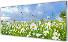 Panel Kuchenny Dywan Białych Stokrotek