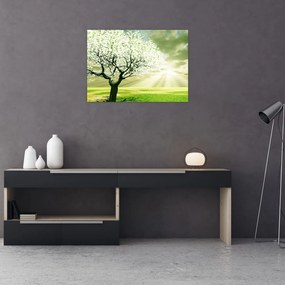 Obraz drzewa na łące (70x50 cm)