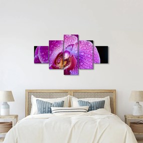 Zbliżenie kwiatu orchidei (125x70 cm)