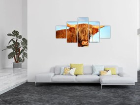 Obraz -Szkocka krowa (125x70 cm)