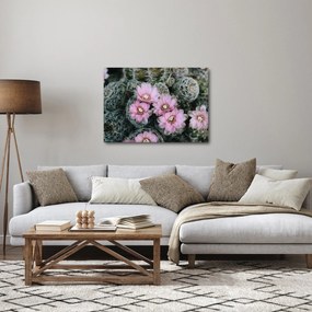 Obraz kwiatu kaktusa (70x50 cm)
