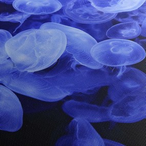 Obraz - Meduzy (125x70 cm)