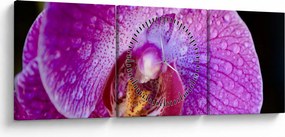 Zbliżenie kwiatu orchidei (z zegarem) (90x30 cm)