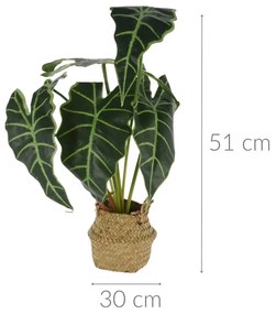 Alokazja, kwiat sztuczny w koszyku