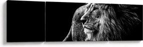 Obraz - Lew, czarno-biały (170x50 cm)