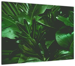 Obraz - Liście palmowe (70x50 cm)