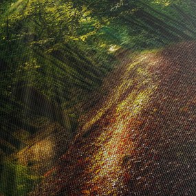 Obraz leśnej ścieżki (125x70 cm)