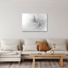 Obraz - Delikatna lilia (70x50 cm)