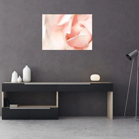 Obraz - Róża (70x50 cm)