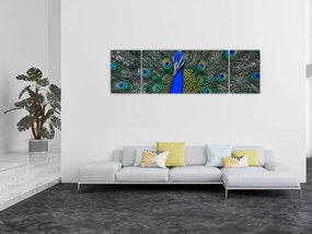 Obraz - Paw (170x50 cm)