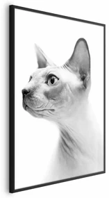 Plakat bezwłosy kot 40x60 cm z ramą czarną bez marginesu ARTGEIST B