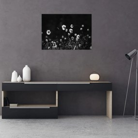 Obraz - Łąka z trawą bawełnianą N⁰1 (70x50 cm)