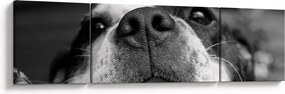Obraz psa (170x50 cm)