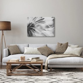 Obraz na szkle - Mlecz (70x50 cm)