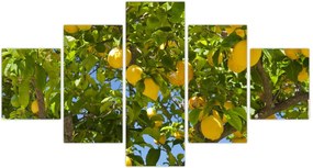 Obraz - Drzewo cytrynowe (125x70 cm)