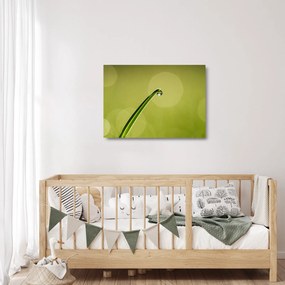 Obraz na szkle - krople wody na trawie (70x50 cm)