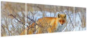 Obraz - Lis (170x50 cm)
