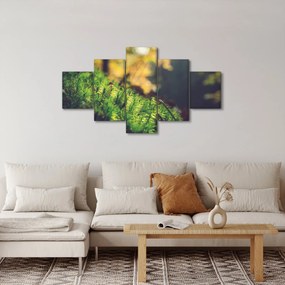 Obraz mchu z grzybem (125x70 cm)