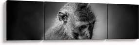 Obraz - Małpa (170x50 cm)