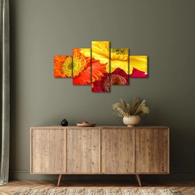 Obraz - Kwiaty Gerbery (125x70 cm)