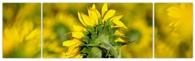 Obraz słonecznika (170x50 cm)