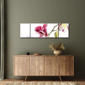 Obraz kwiatu orchidei (170x50 cm)